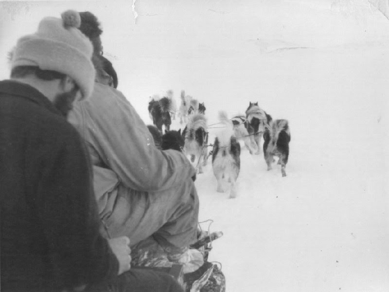 downside of dog sledging!